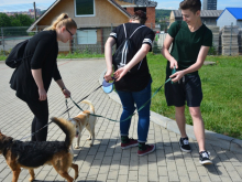 29. června 2016 - Den 2.A se zatoulanými zvířaty 