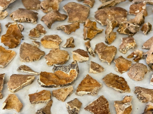 15. září 2025 - Třídy 1.A a P.A na exkurzi v Ústavu archeologické památkové péče