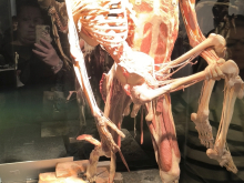 4. března 2026 - Výstava Bodyworlds
