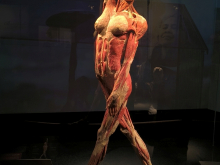 4. března 2026 - Výstava Bodyworlds