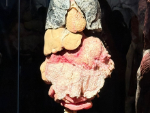 4. března 2026 - Výstava Bodyworlds