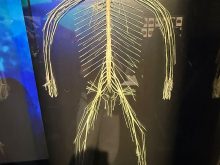 4. března 2026 - Výstava Bodyworlds